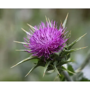 Milk Thistle 
